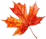 hours_maple_leaf